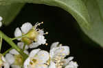 Chokecherry